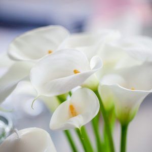 Venčanja na splavu Akapulko-7